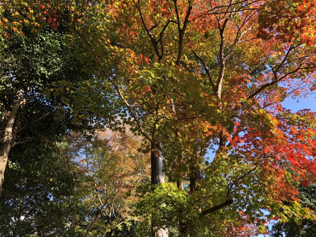 大原野神社紅葉