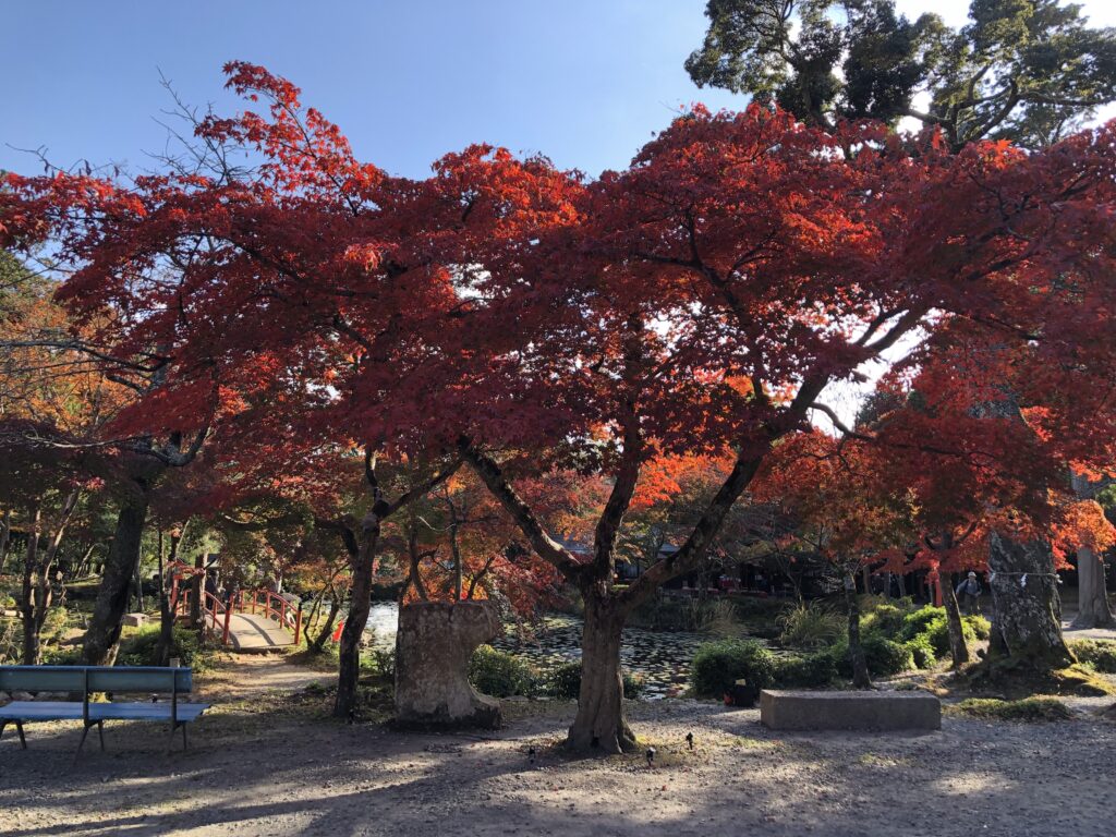 大原野神社紅葉