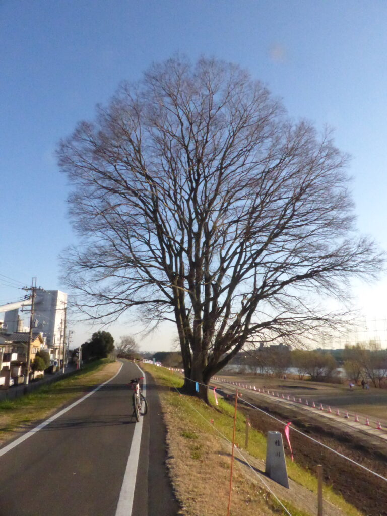 桂川の木