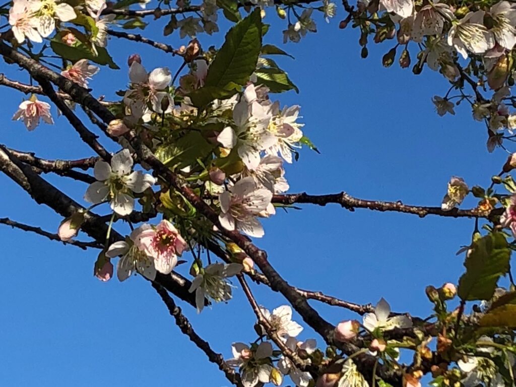 桂川の桜